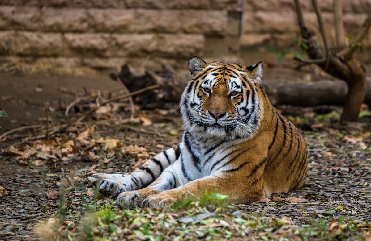 Bengal tiger Eram Park
