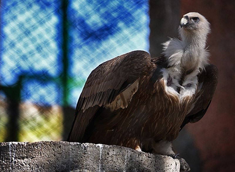 Griffon vulture Eram Park