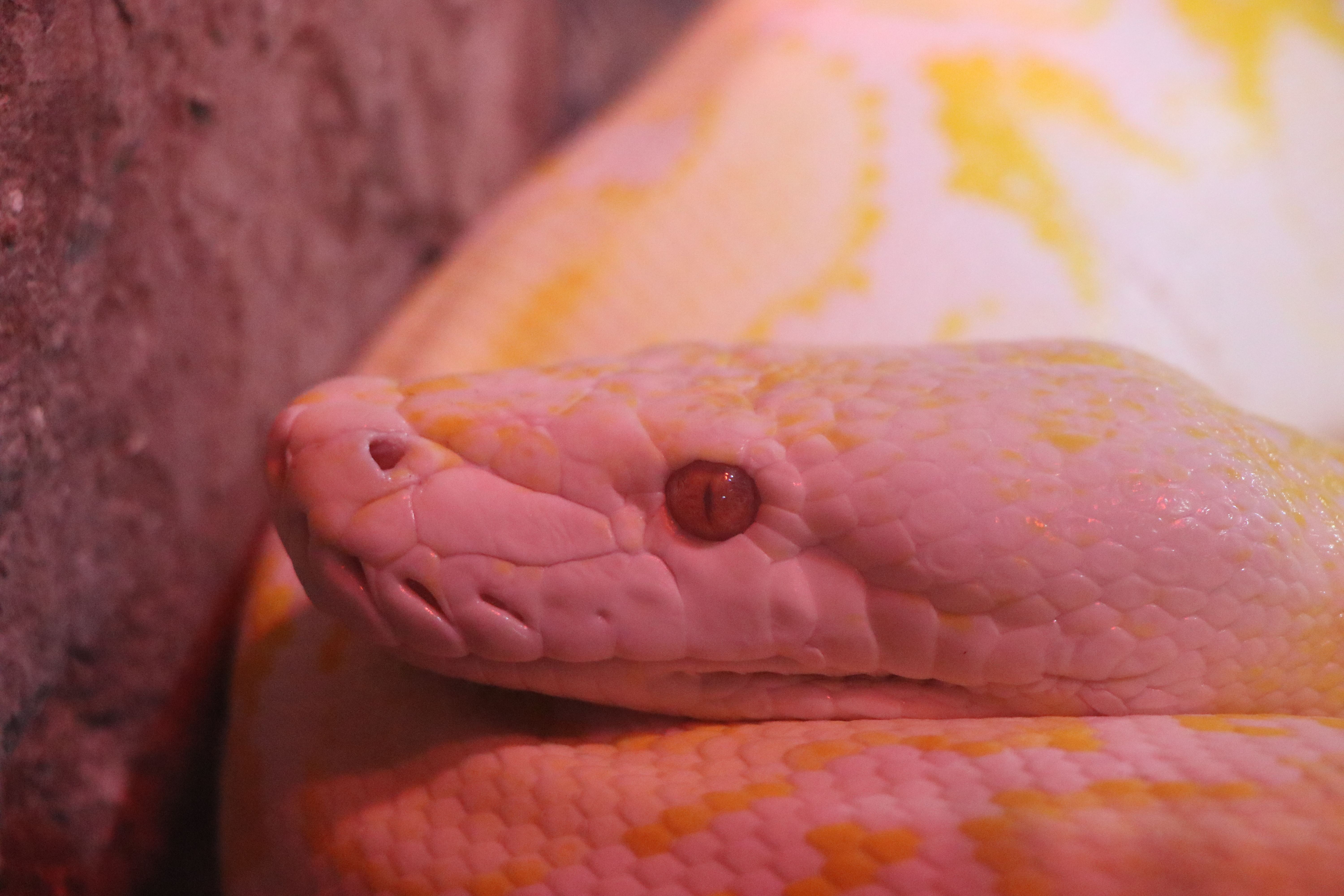  albino Burmese python Eram Park