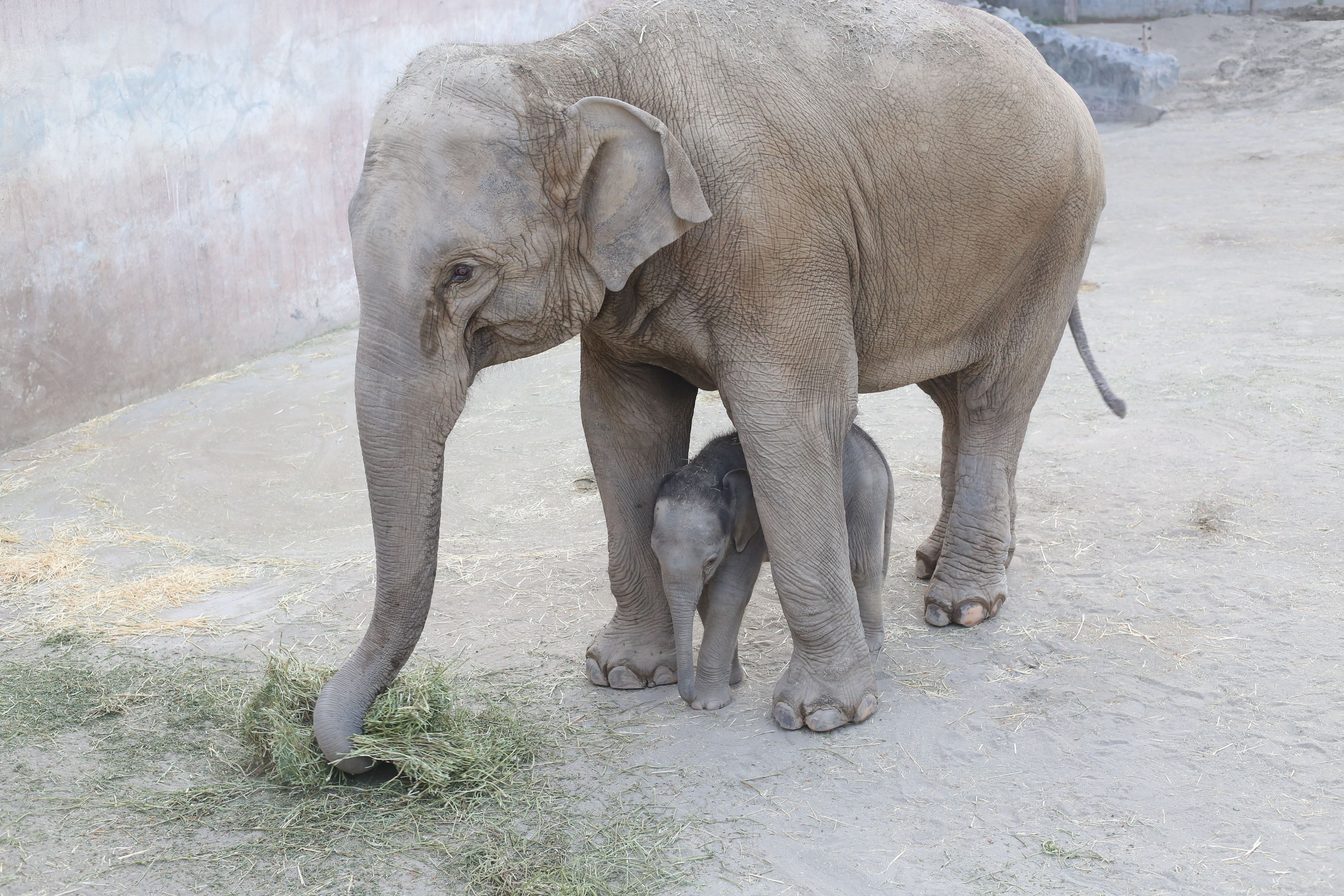 Asian Elephant Eram Park