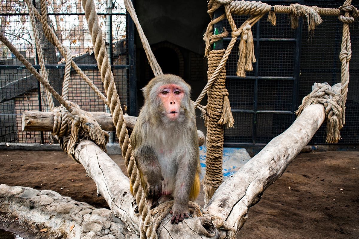 Rhesus macaque Eram Park