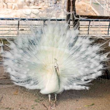 طاووس