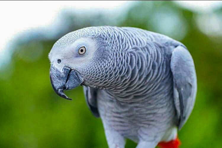 Grey parrot Eram Park