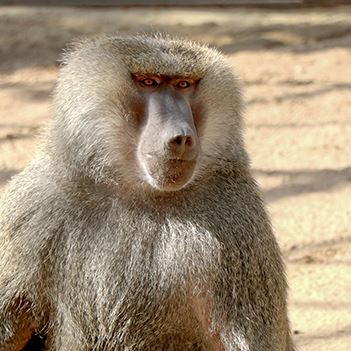 Olive baboon