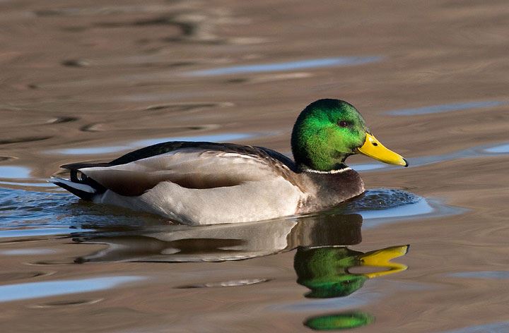 Mallard Eram Park