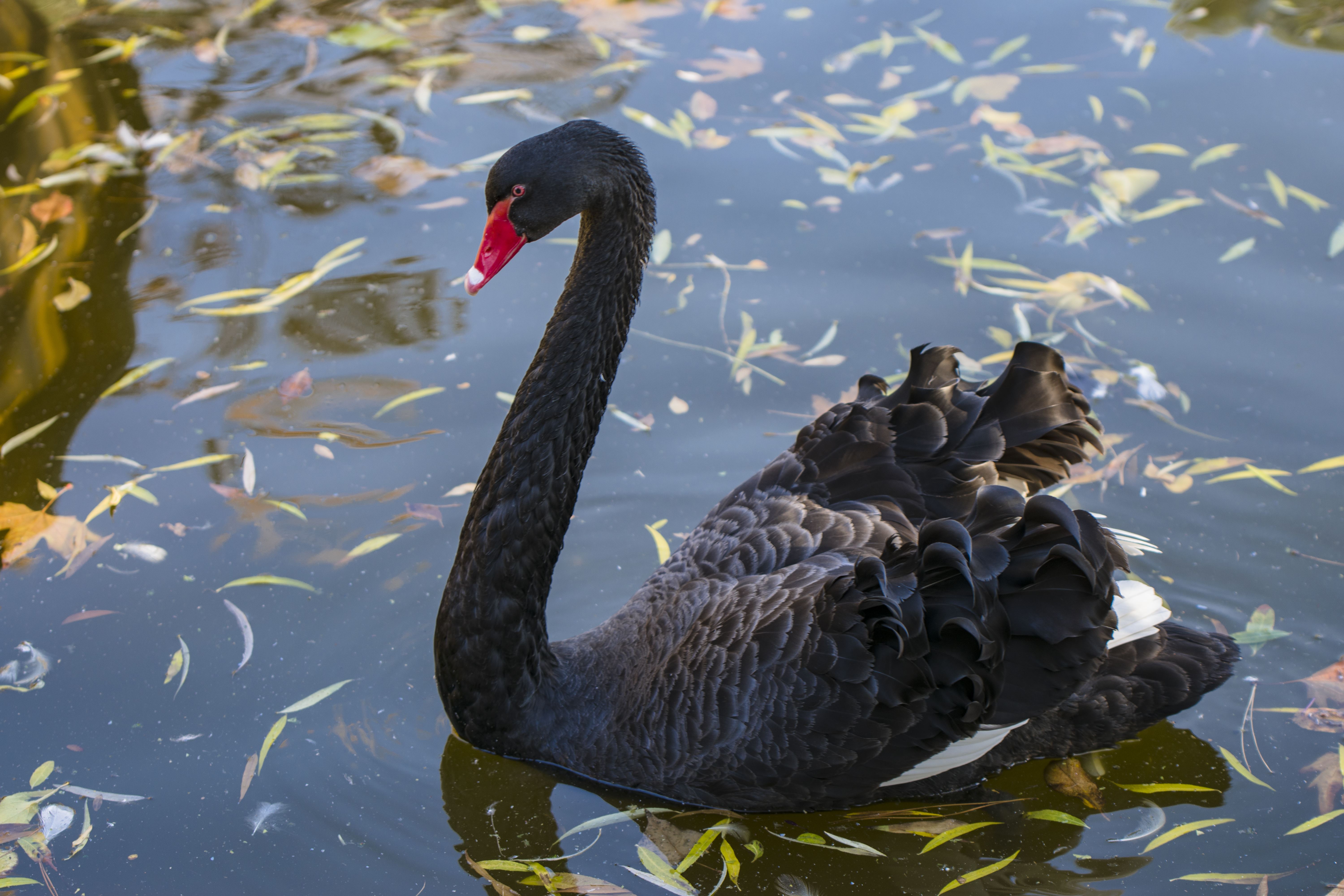 Black swan Eram Park