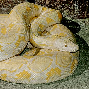 albino Burmese python