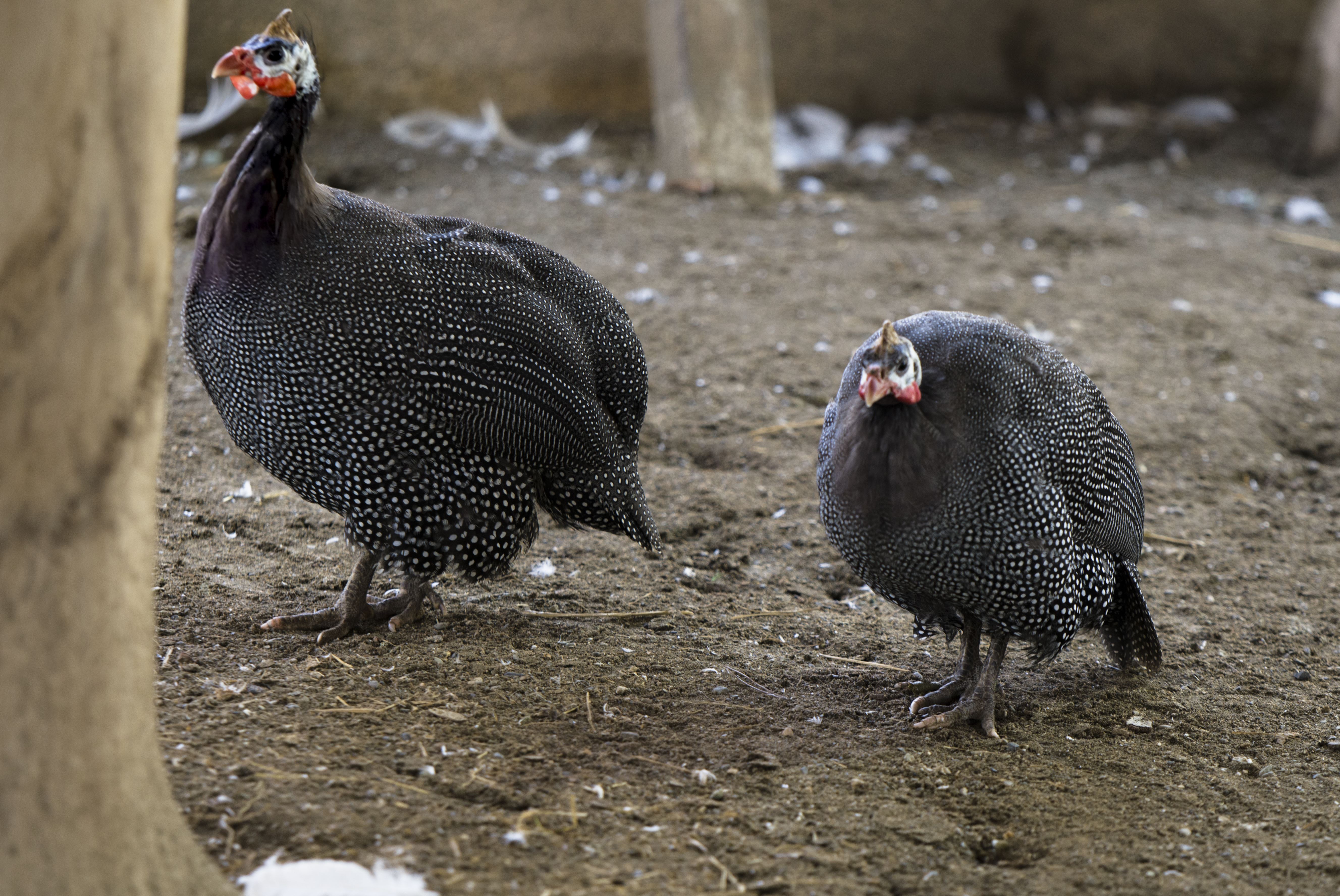 Guineafowl Eram Park