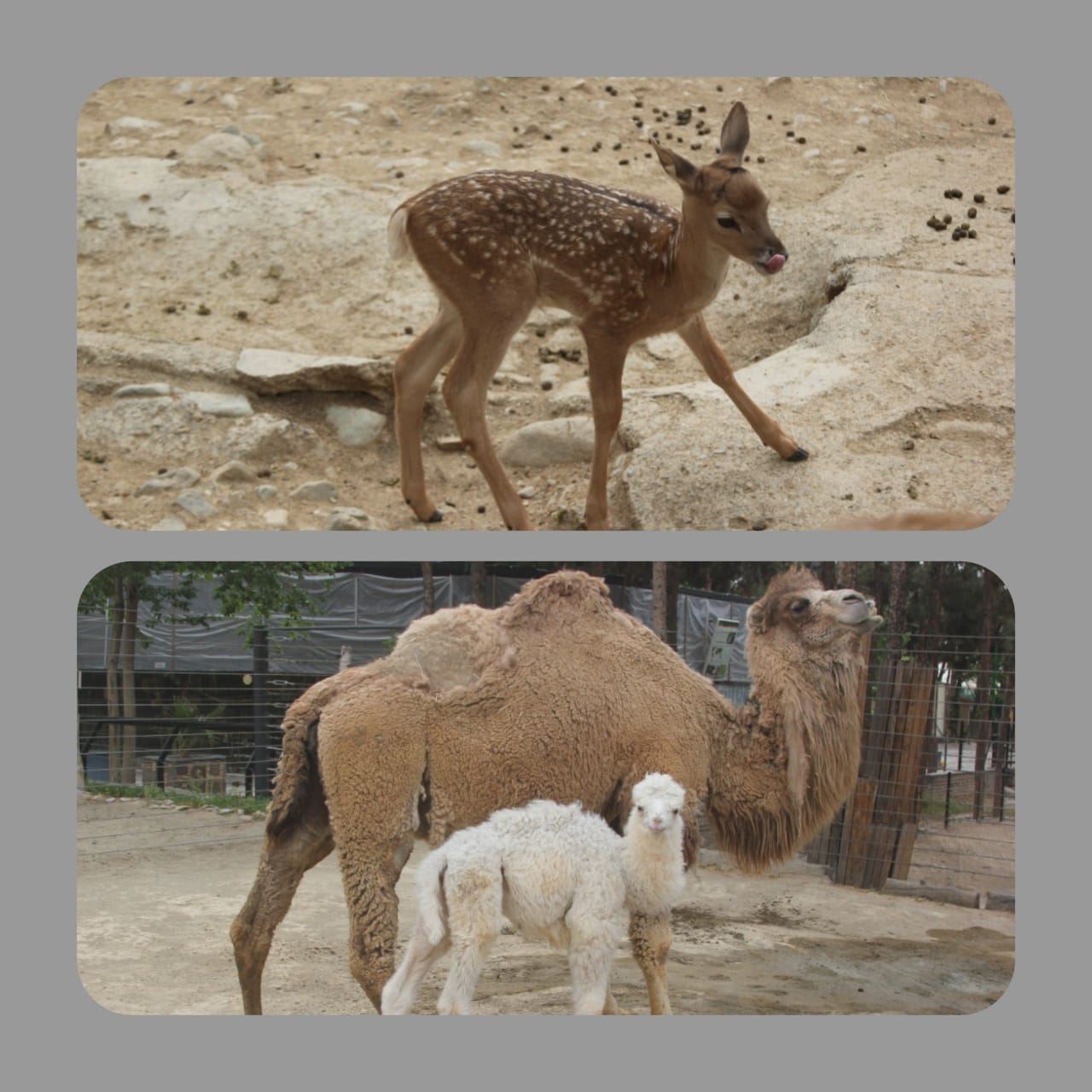 تولد دو گونه جانوری در باغ وحش ارم