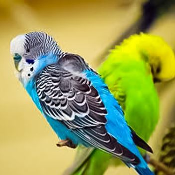 باجریگار  پارک ارم
