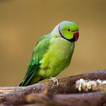 طوطی سبز پارک ارم