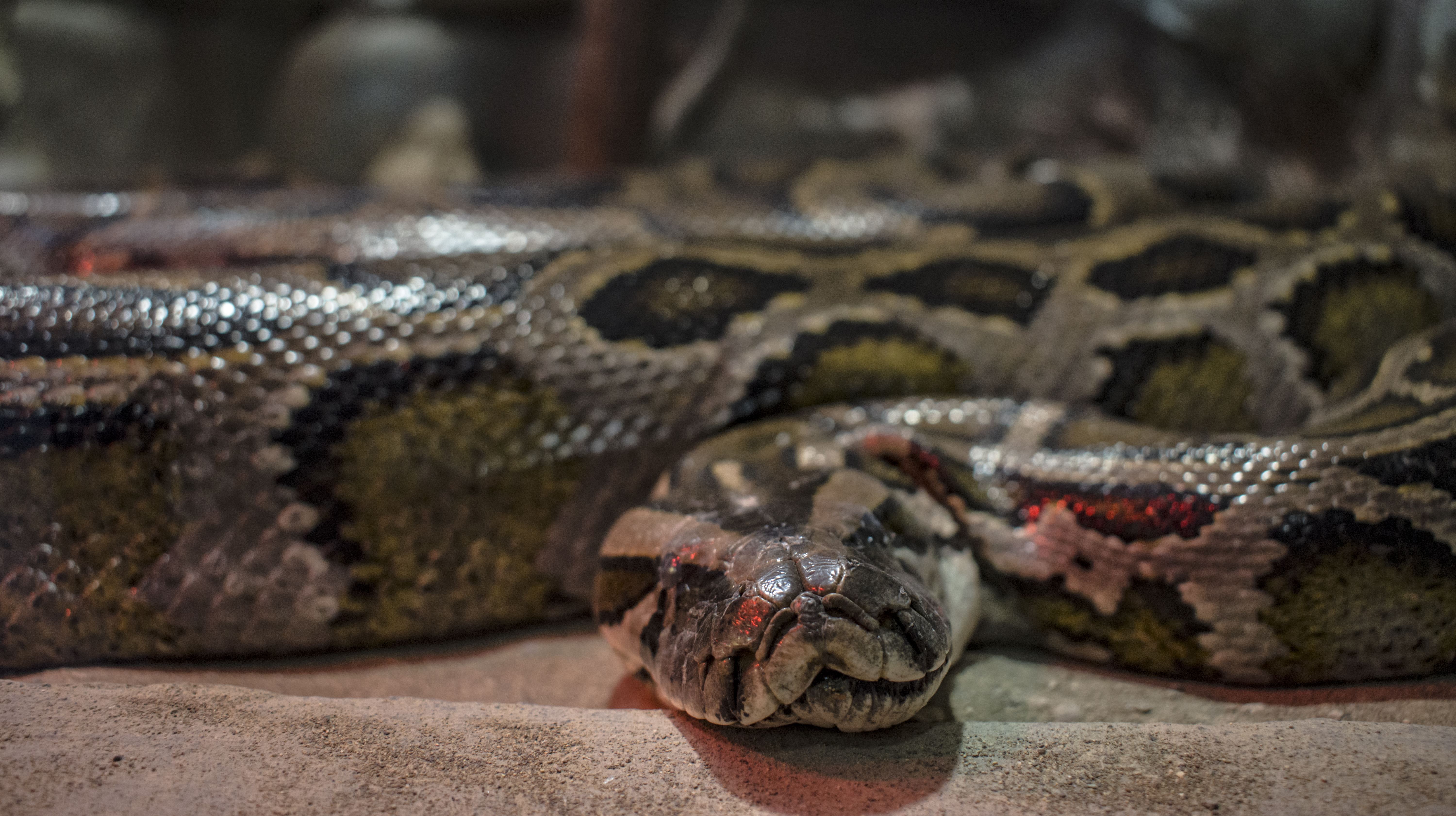 پایتون مشبک