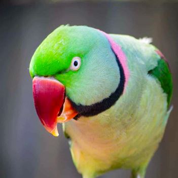 شاه طوطی