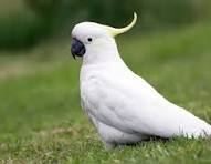 Sulphur-crested cockatoo Eram Park