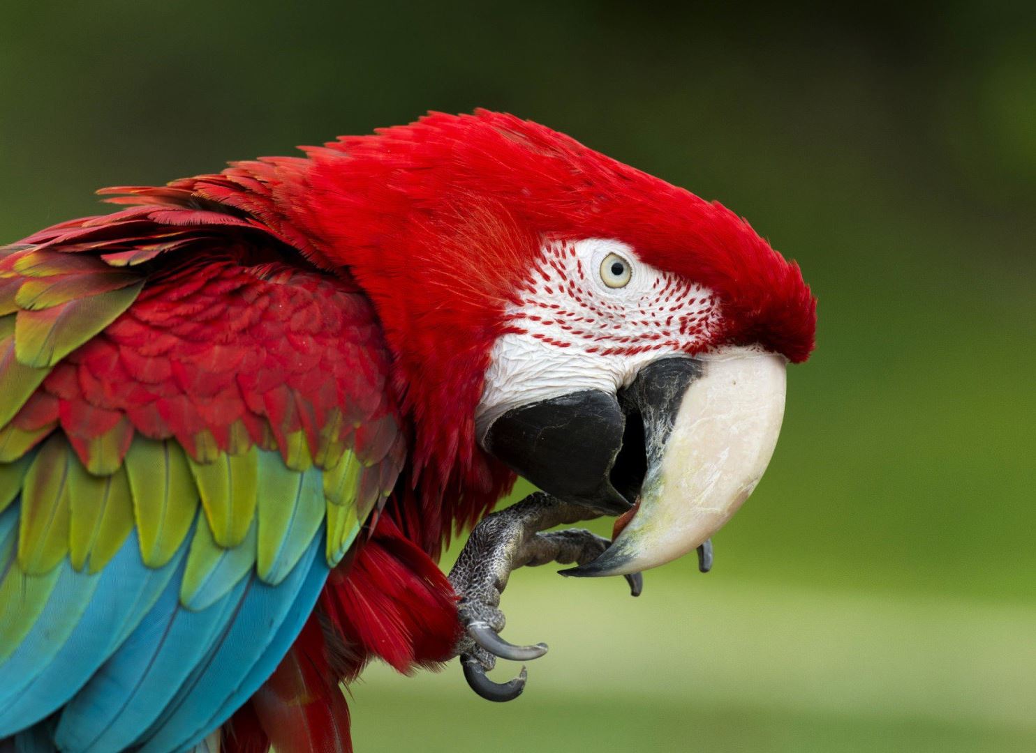 Red-and-green macaw Eram Park