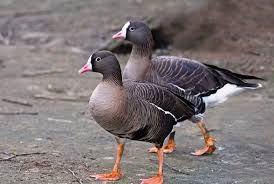 greater white-fronted goose  Eram Park