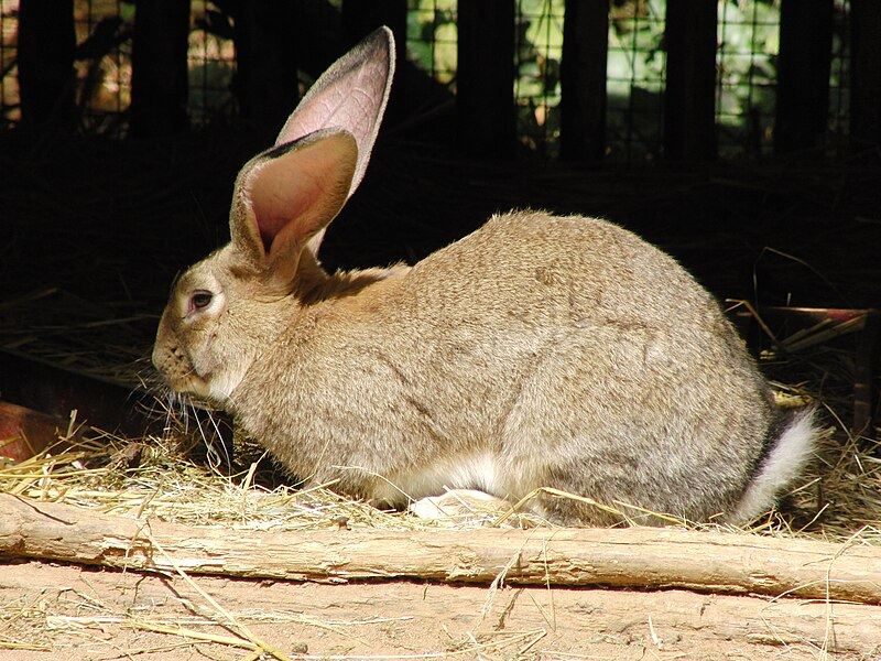 Flemish Giant rabbit Eram Park