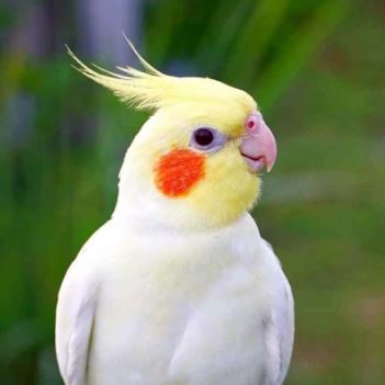 عروس هلندی