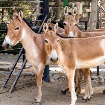 گور آسیایی