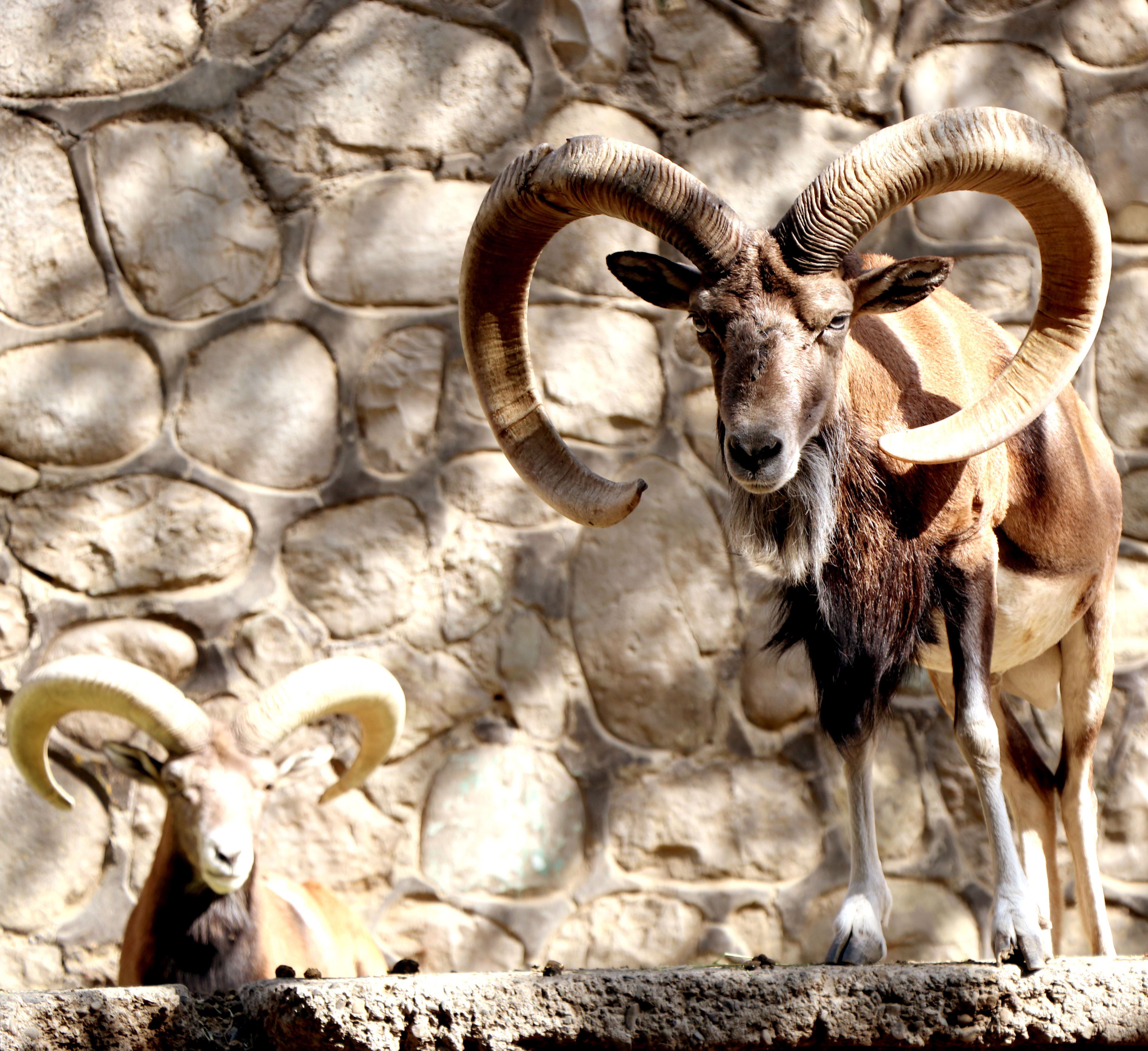 قوچ و میش