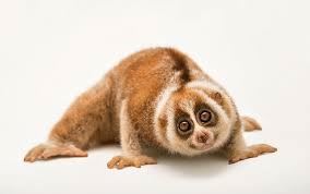 Slow loris Eram Park