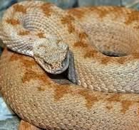 Iranian mountain viper Eram Park