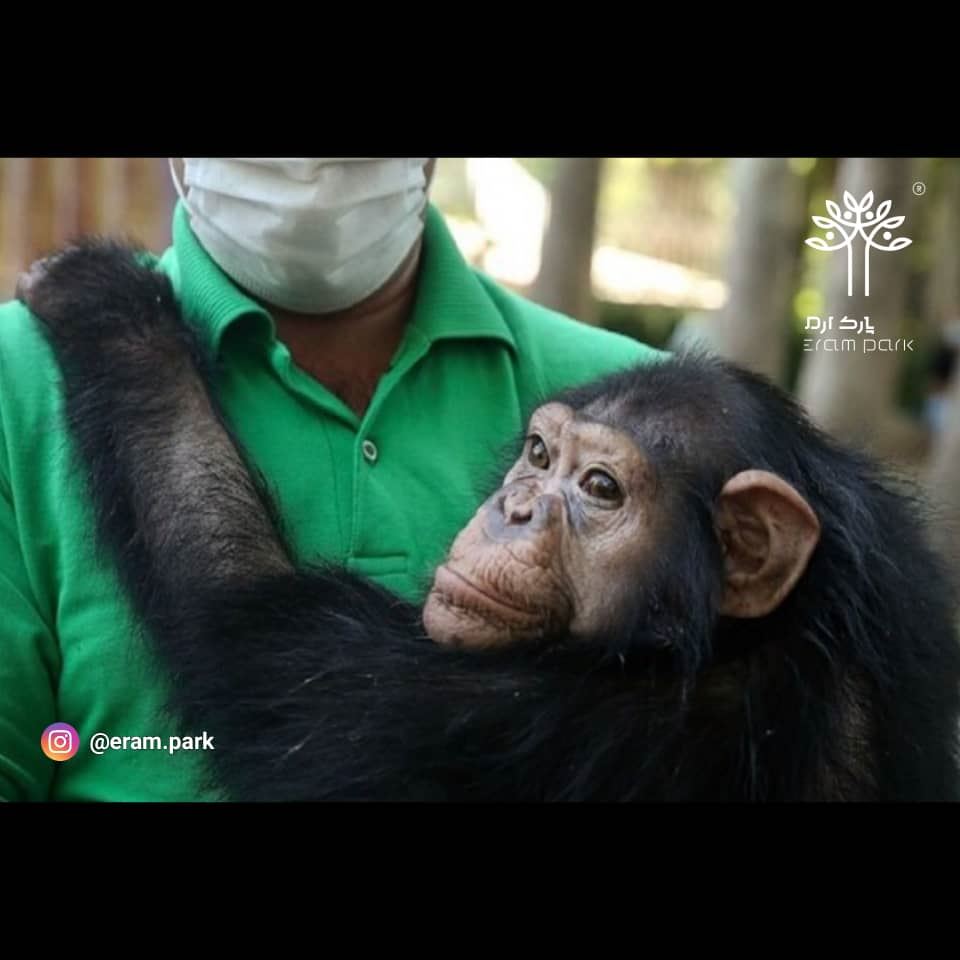 باران شامپانزه محبوب جان خود را از دست داد.