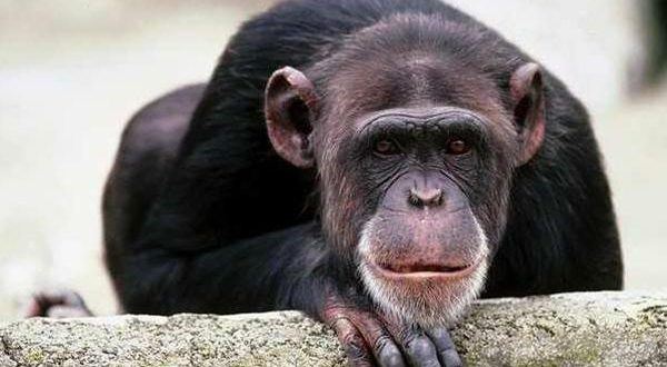 شامپانزه  پارک ارم