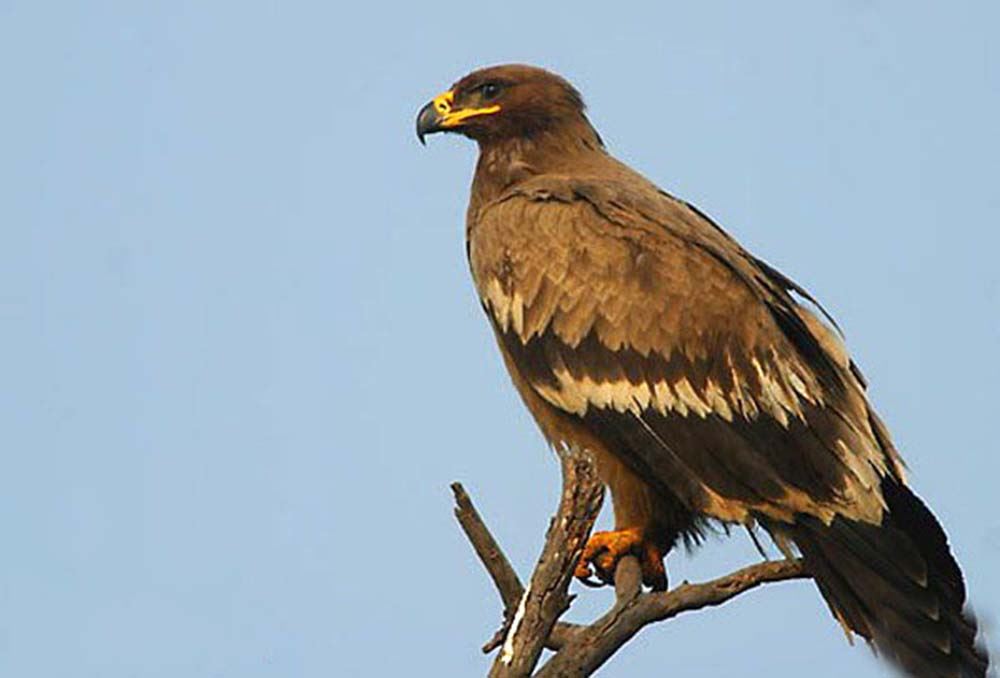 عقاب صحرایی