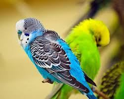 budgerigar  Eram Park