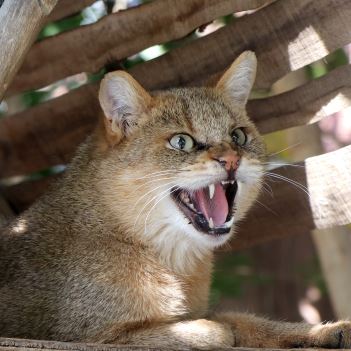 گربه جنگلی