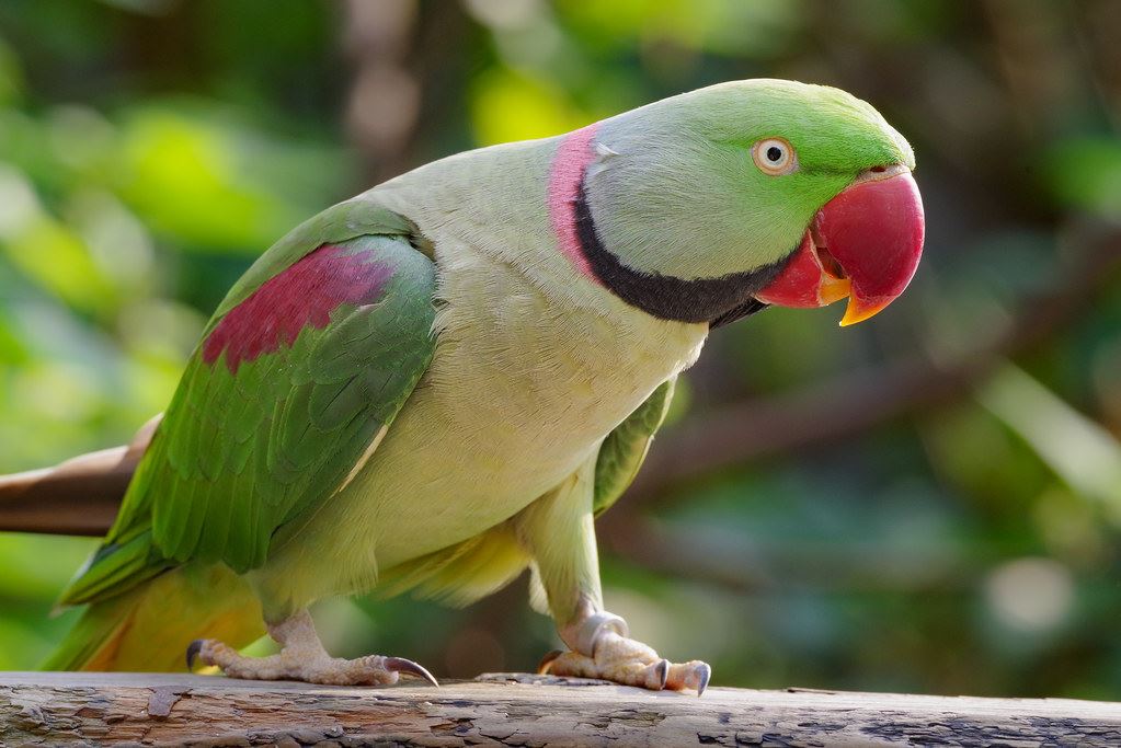 Alexandrine parakeet  Eram Park