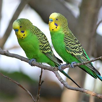 budgerigar 